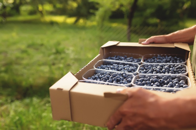 踏着新春的脚步，健康美味的智利蓝莓来中国了！