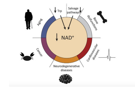 康迈斯多通路基因抗衰老之二：NAD+/AMPK