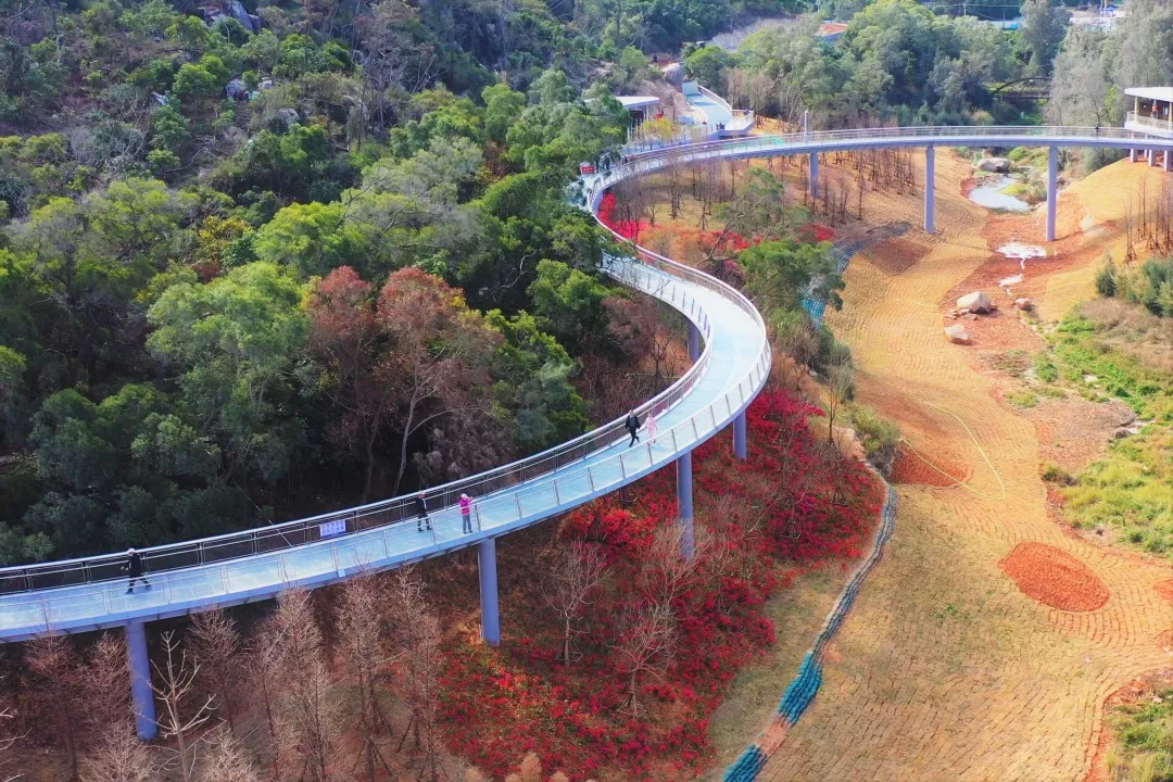 厦门健康步道林海线图片