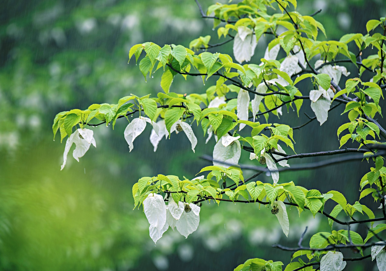 “何须名苑看春风，瓦屋山花不负侬”