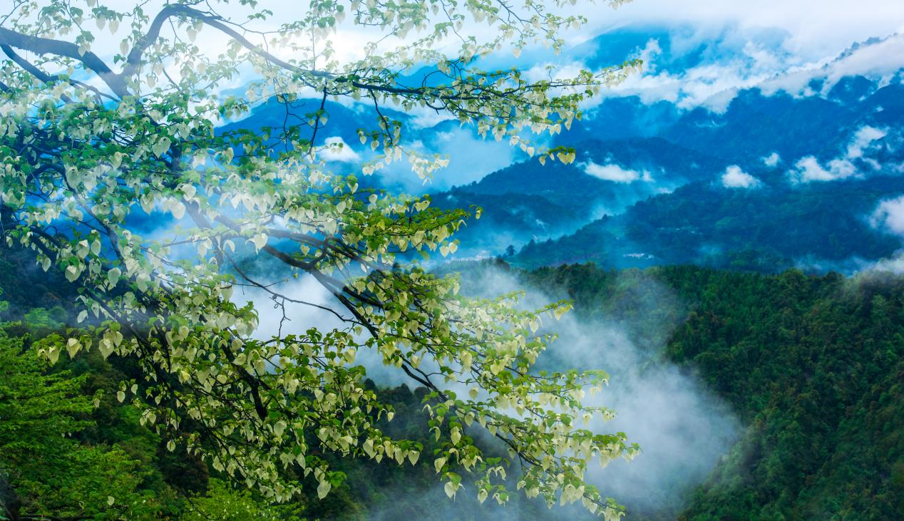 “何须名苑看春风，瓦屋山花不负侬”