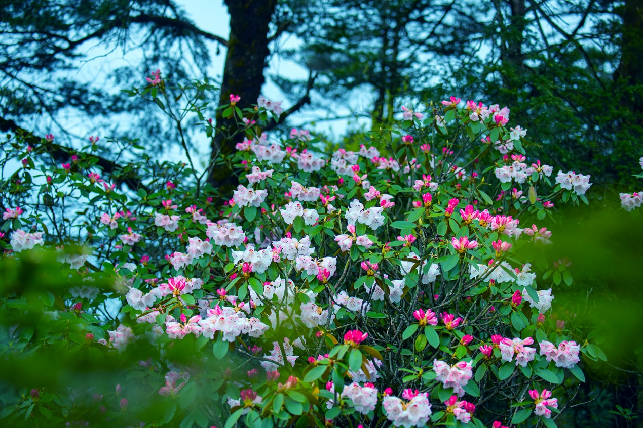 “何须名苑看春风，瓦屋山花不负侬”