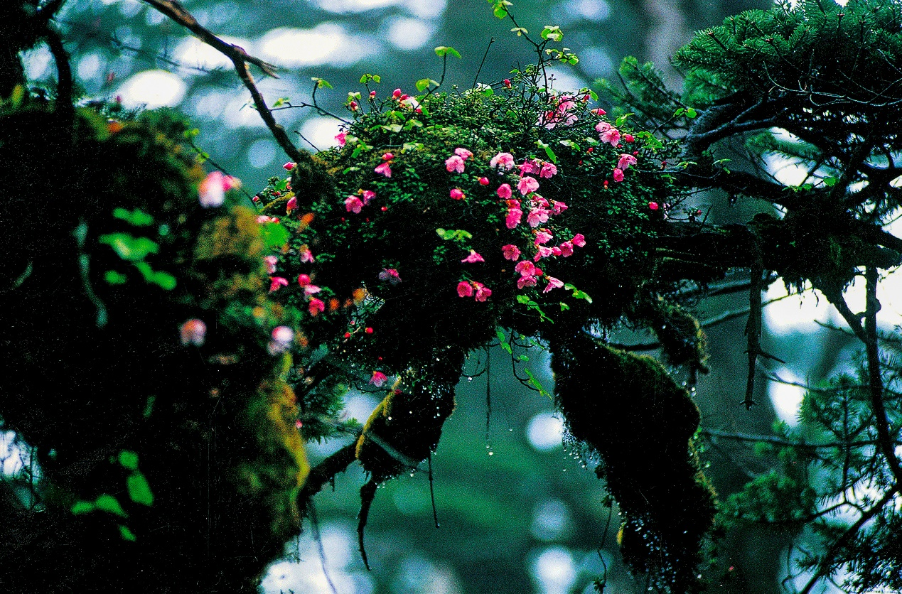 “何须名苑看春风，瓦屋山花不负侬”