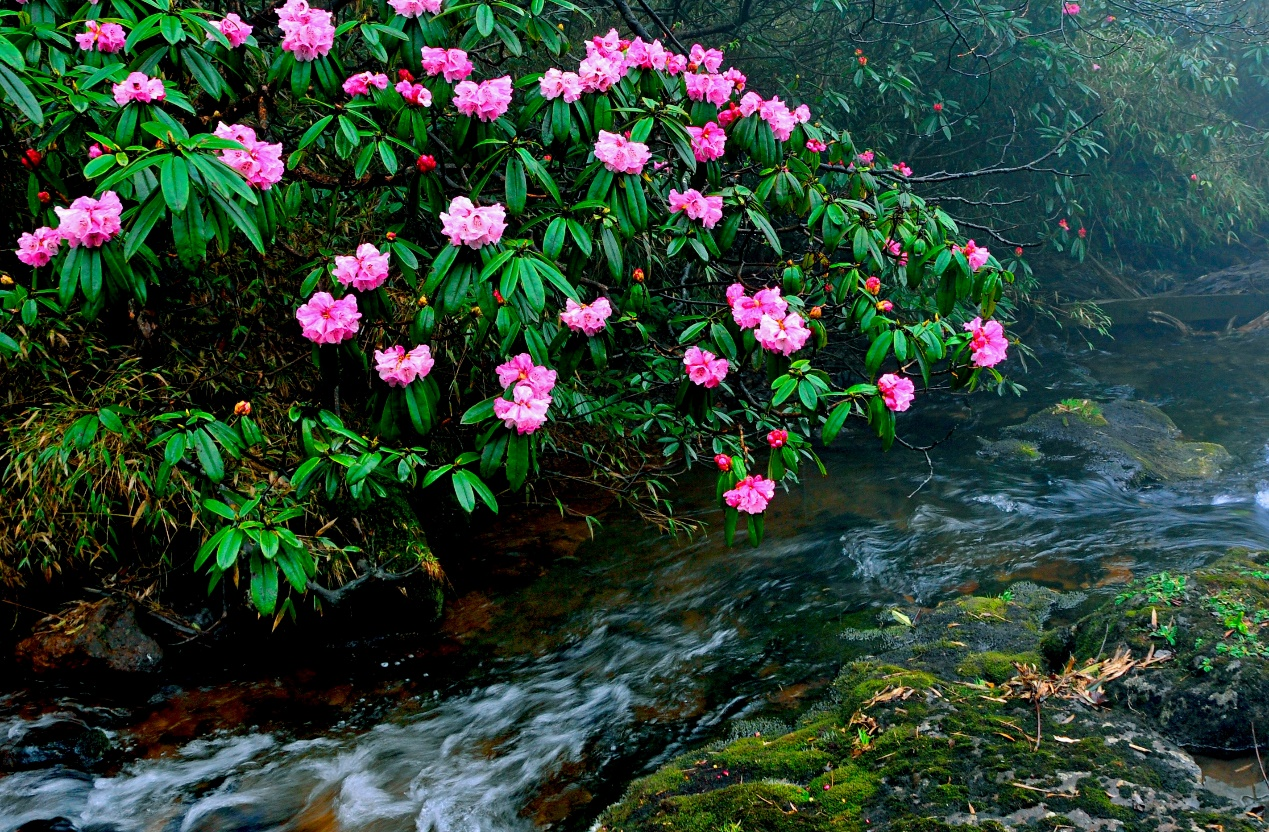 “何须名苑看春风，瓦屋山花不负侬”