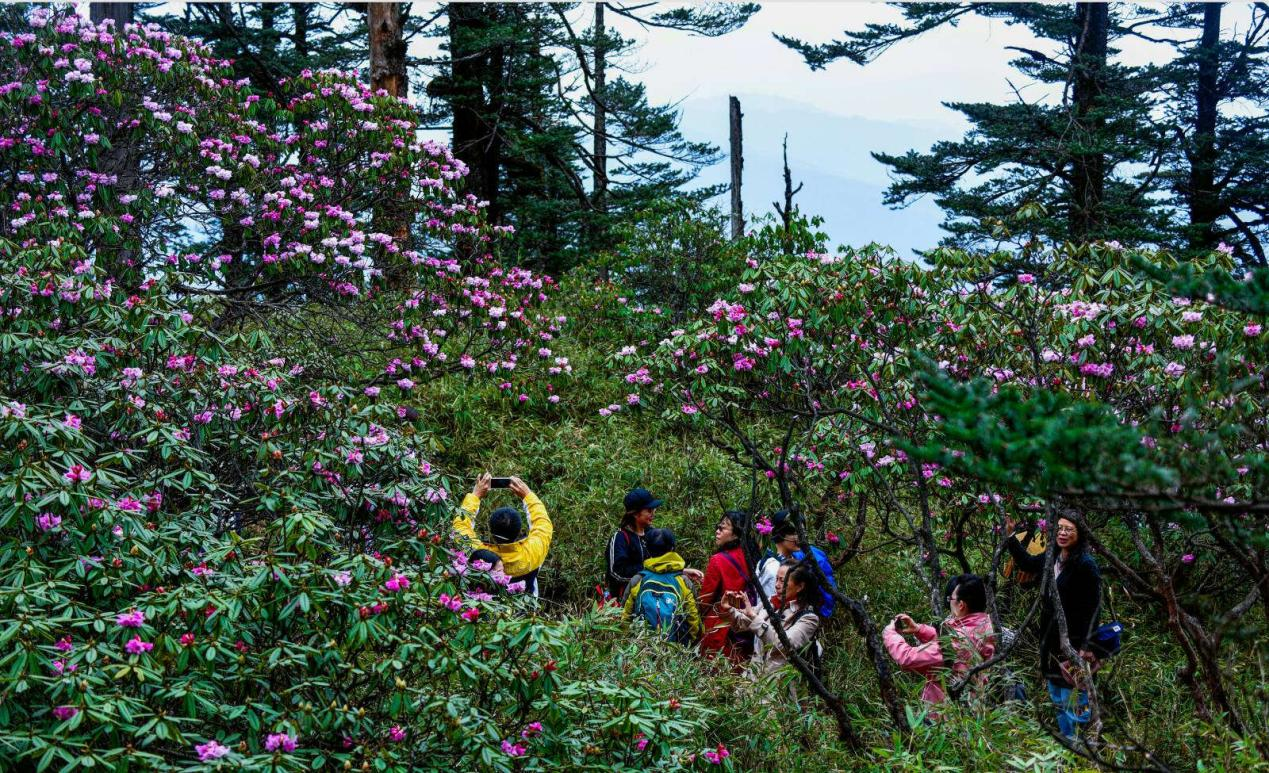 “何须名苑看春风，瓦屋山花不负侬”