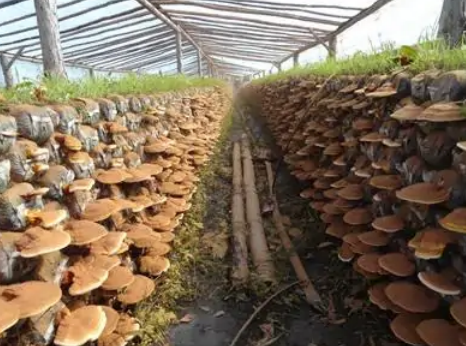 广西顺元农业科技有限公司种植灵芝，追求健康与商机