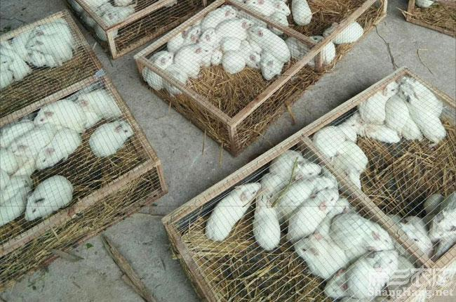 武汉农福兴农业科技有限公司：以绿色发展理念引领豚鼠产业前行