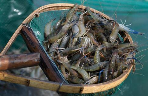 武漢茂農(nóng)創(chuàng)興生物科技研究院：羅氏蝦養(yǎng)殖的綠色革命