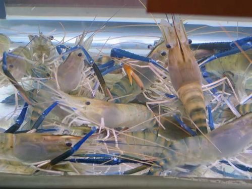 武汉茂农创兴生物科技研究院：罗氏虾养殖环保与可持续发展策略